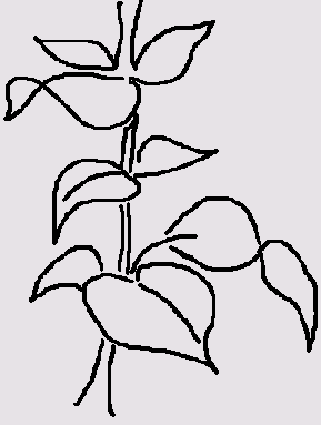 Centerline